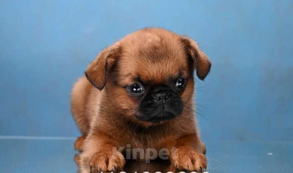 Собаки в Москве: Пти-брабансон рыжий мальчик Мальчик, 45 000 руб. - фото 2