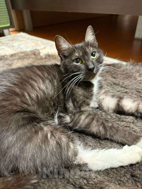 Кошки в Москве: Ласковая и спокойная кошечка Ласка в добрые руки Девочка, 1 руб. - фото 4