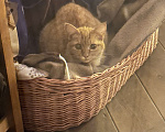 Кошки в Домодедово: Кошка найдёныш Девочка, Бесплатно - фото 1