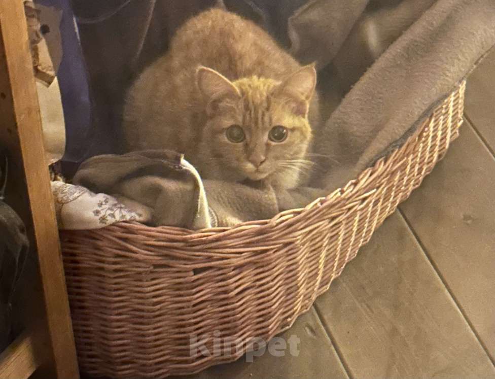 Кошки в Домодедово: Кошка найдёныш Девочка, Бесплатно - фото 1