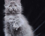 Кошки в Видном: Шикарный мейн-кун  Девочка, 80 000 руб. - фото 9