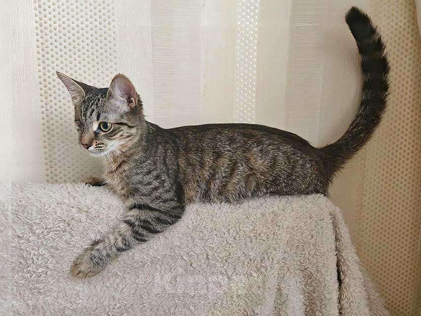 Кошки в Москве: Ласковая кошечка-подросток ищет дом Девочка, Бесплатно - фото 5