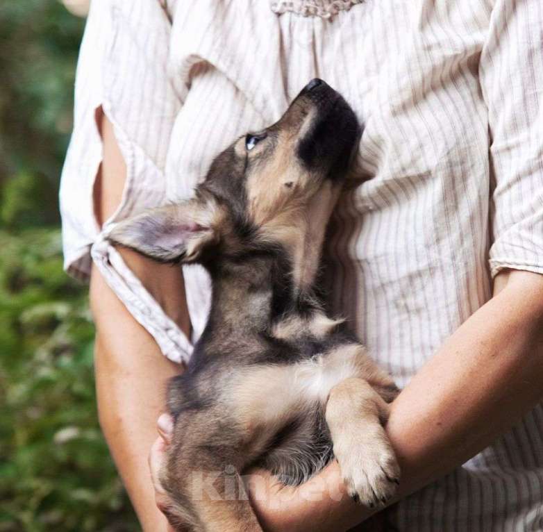 Собаки в Москве: Передержка уезжает 🆘️ трехмесячный щеночек Зорька срочно ищет дом  Девочка, Бесплатно - фото 3