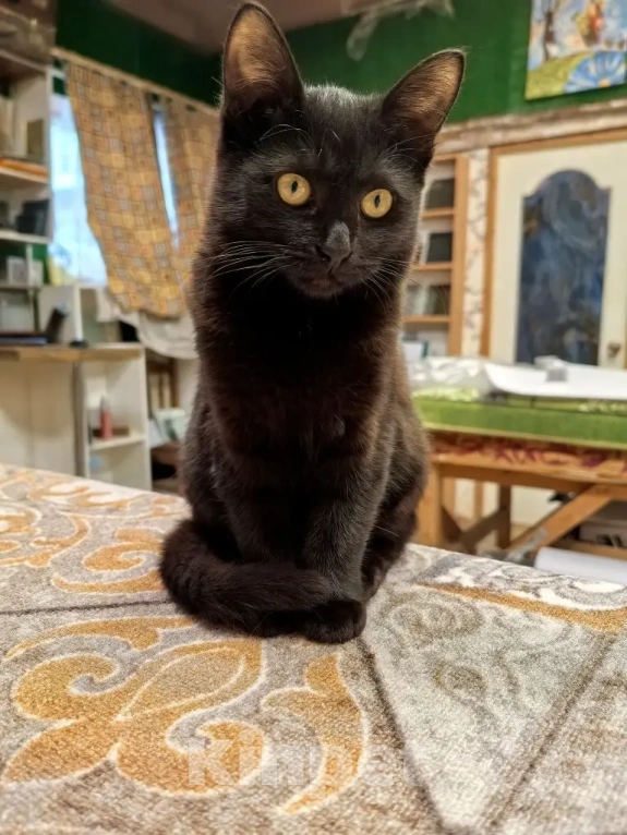 Кошки в Рязани: Котенок девочка Девочка, Бесплатно - фото 3