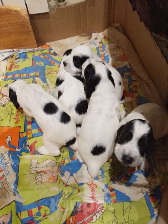 Собаки в других городах Ярославской области: Щенок русского спаниеля Девочка, Бесплатно - фото 2