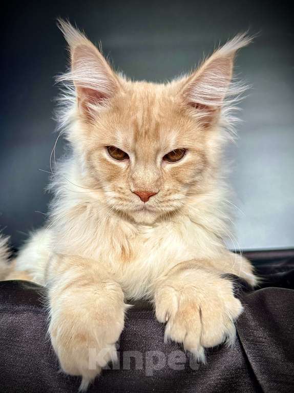 Кошки в Санкт-Петербурге: Мейн-кун котенок из питомника Мальчик, 60 000 руб. - фото 3