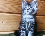 Кошки в Санкт-Петербурге: Котята мейн кун Мальчик, 40 000 руб. - фото 4