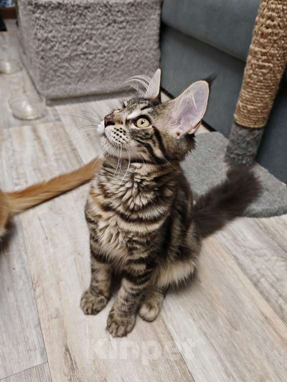 Кошки в Москве: Котёнок мейн-кун (черепаховая девочка) Девочка, 20 000 руб. - фото 1