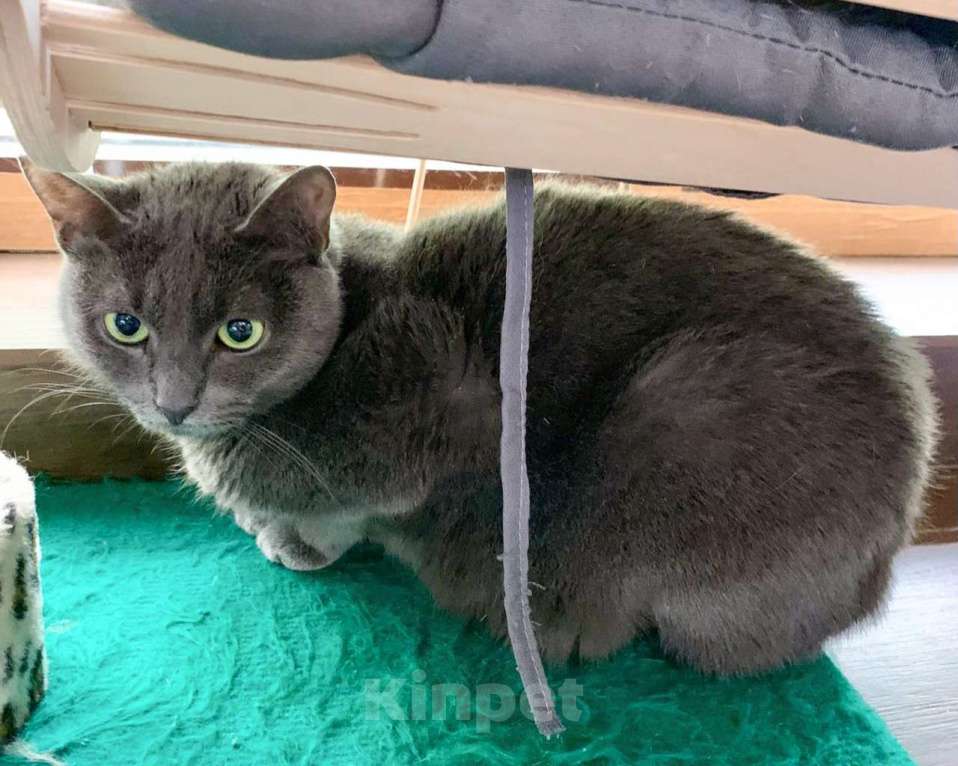 Кошки в Москве: Русская голубая кошечка без хвостика Девочка, Бесплатно - фото 3