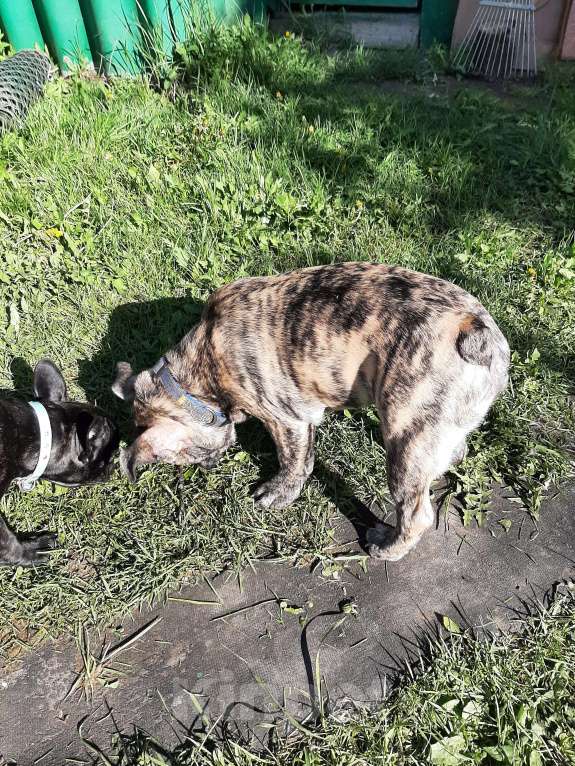 Собаки в Москве: Продам щенков Мальчик, 30 руб. - фото 3