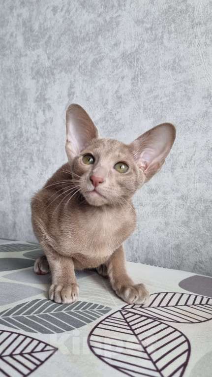 Кошки в Сочи: Ориентальная девочка Девочка, 50 000 руб. - фото 4