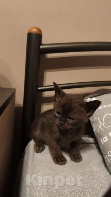 Кошки в Москве: Бурманские котята  Мальчик, 30 000 руб. - фото 1