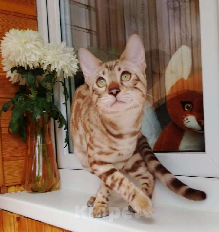 Кошки в Красноярске: Срочная продажа котенок мальчик-подросток Мальчик, Бесплатно - фото 3