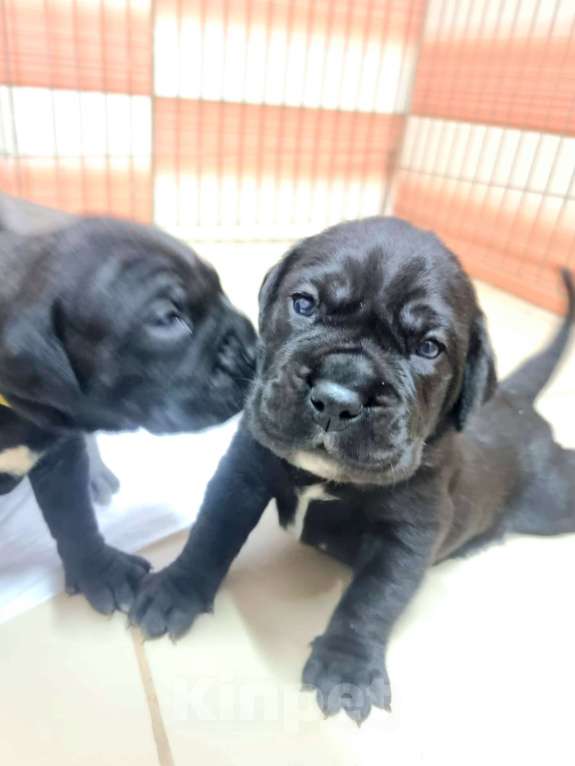 Собаки в Уфе: Продажа щенков  Мальчик, 30 000 руб. - фото 2