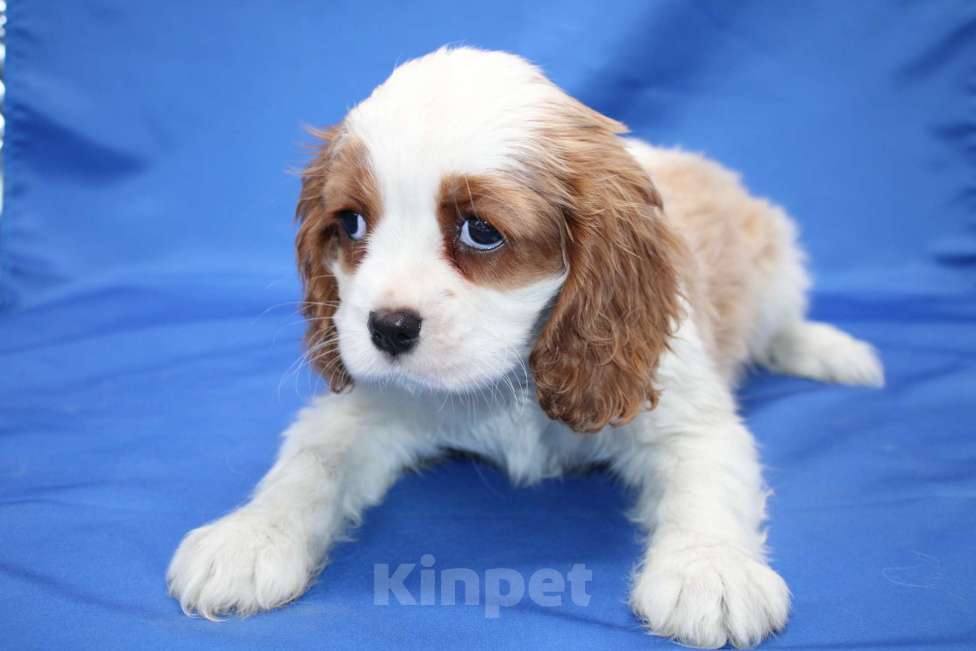 Собаки в Москве: Щенки кавалер кинг чарльз спаниель Девочка, 60 000 руб. - фото 6