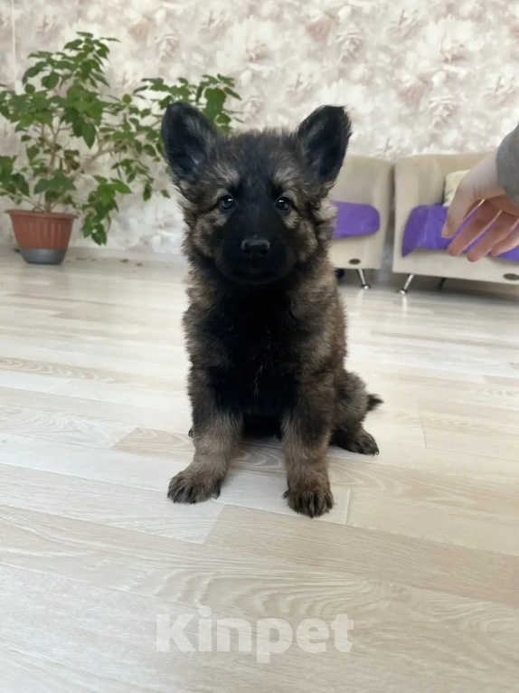 Собаки в Москве: Щенки немецкой овчарки рабочего разведения Мальчик, 50 000 руб. - фото 7