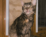 Кошки в Ростове-на-Дону: Котята мейн-кун Девочка, 20 000 руб. - фото 9