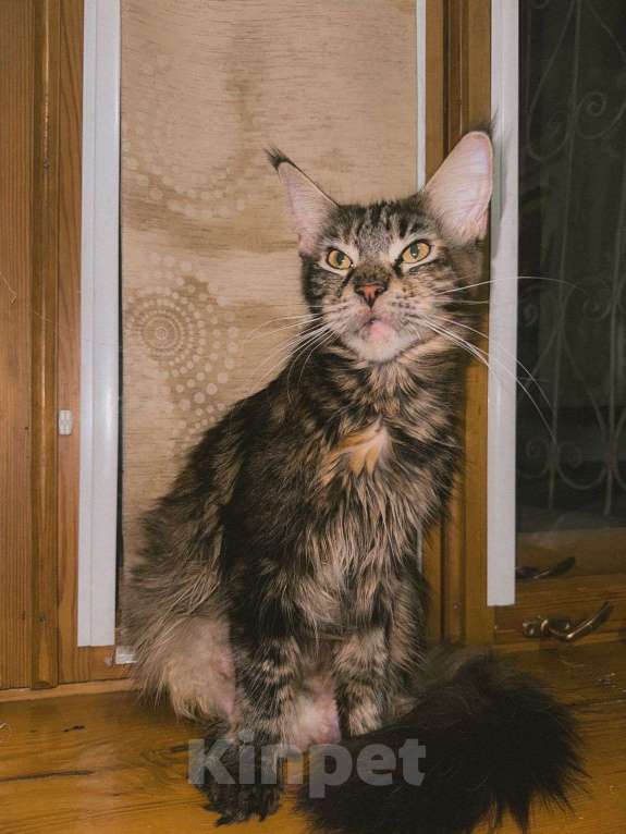 Кошки в Ростове-на-Дону: Котята мейн-кун Девочка, 20 000 руб. - фото 9