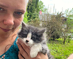 Кошки в Москве: Котята ищут дом Мальчик, Бесплатно - фото 3