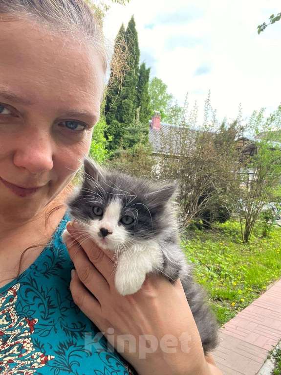 Кошки в Москве: Котята ищут дом Мальчик, Бесплатно - фото 3