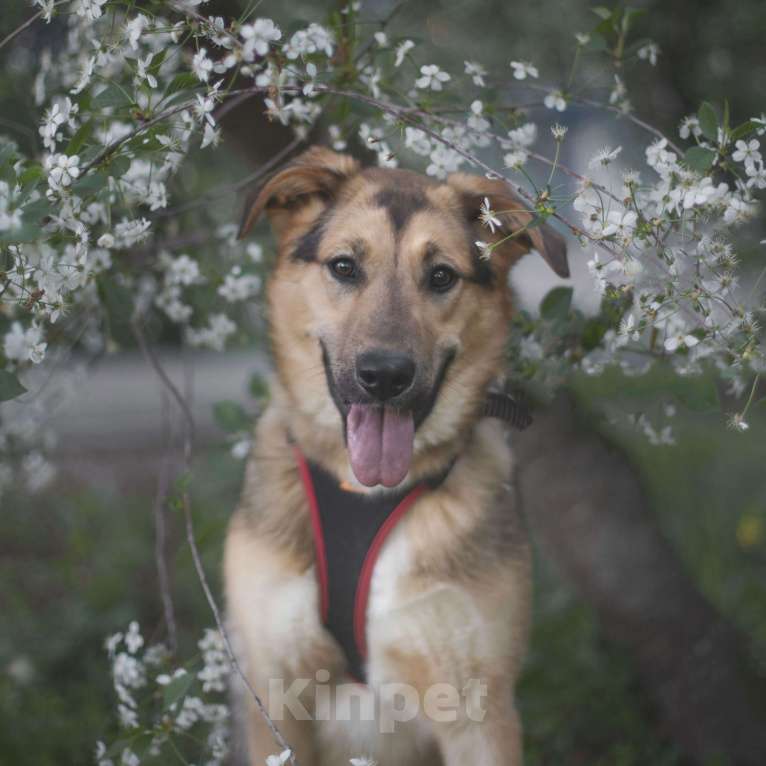 Собаки в Москве: Твигги Девочка, Бесплатно - фото 3