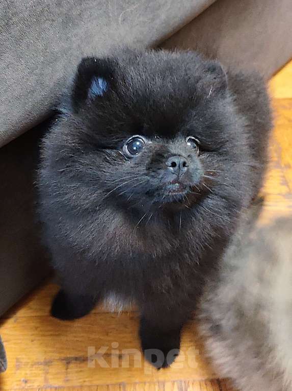 Собаки в Екатеринбурге: Щенок малого немецкого шпица Мальчик, 45 000 руб. - фото 1