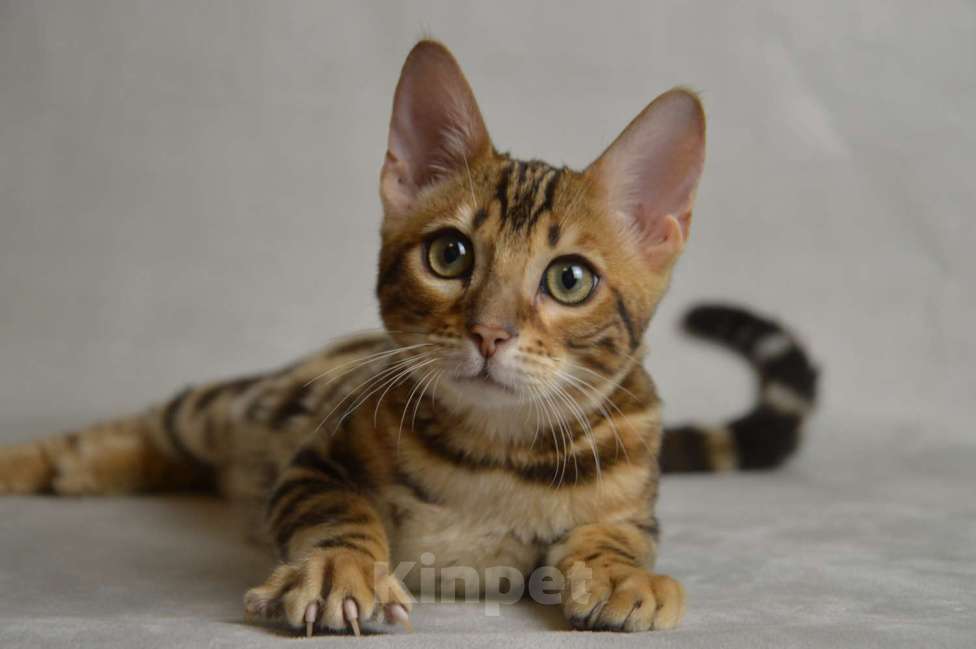 Кошки в Люберцах: Бенгальский котик Senator Мальчик, 15 000 руб. - фото 1