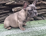 Собаки в Шахте: Щенки французского бульдога Девочка, 30 000 руб. - фото 3
