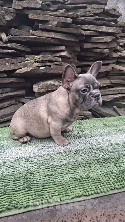 Собаки в Шахте: Щенки французского бульдога Девочка, 30 000 руб. - фото 3