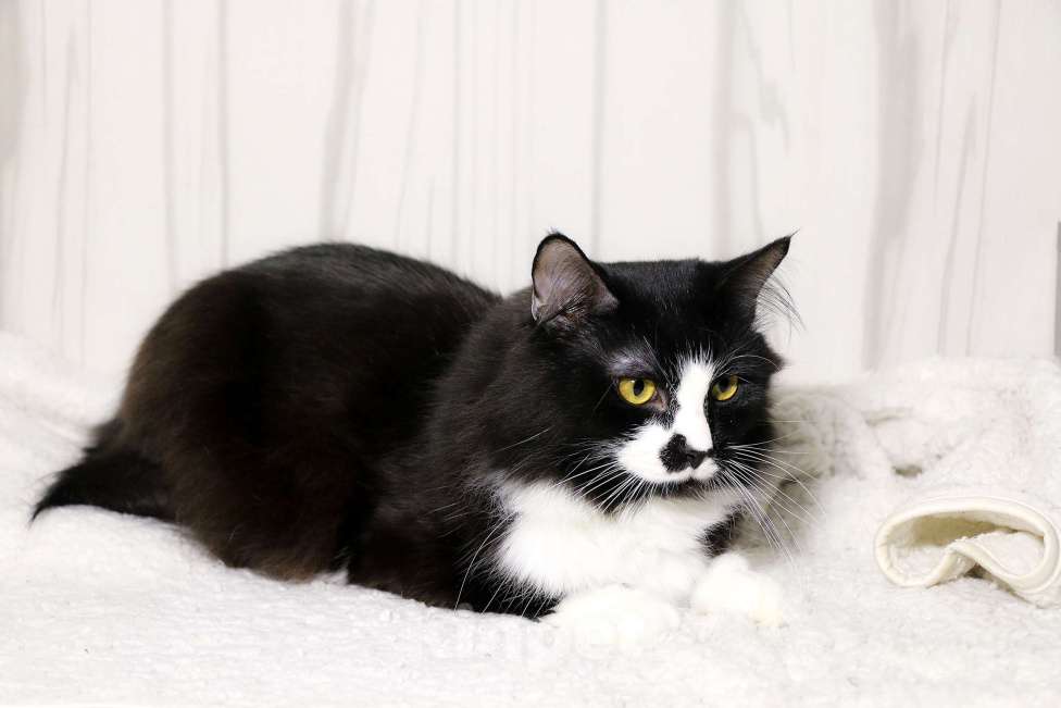 Кошки в Красноармейске: Котик Чаки в дар! Мальчик, Бесплатно - фото 2