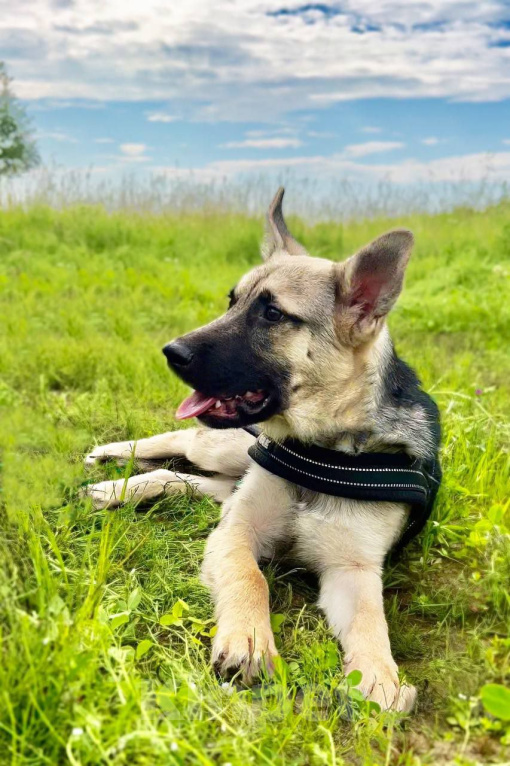 Собаки в Москве: КЛАЙД. Настоящий джентельмен. (не овчарка) Мальчик, 1 руб. - фото 3