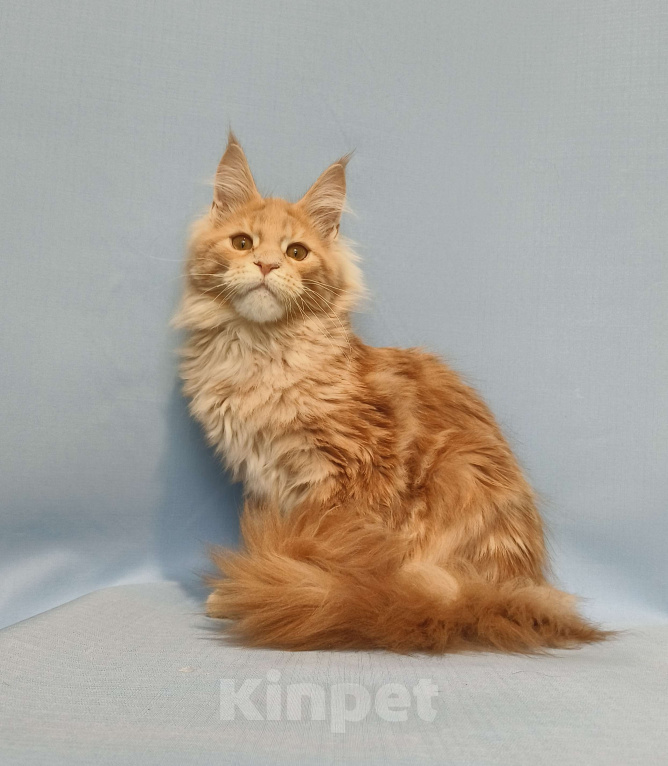 Кошки в Москве: Котёнок Мейн-Кун Мальчик Мальчик, 70 000 руб. - фото 3