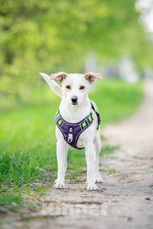 Собаки в Москве: Собака в дар Мальчик, Бесплатно - фото 8