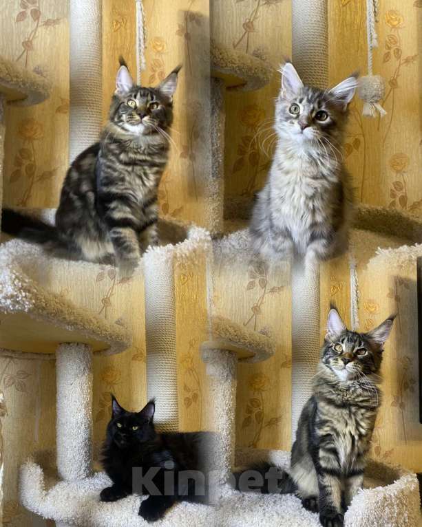 Кошки в Челябинске: Котята Девочка, Бесплатно - фото 1