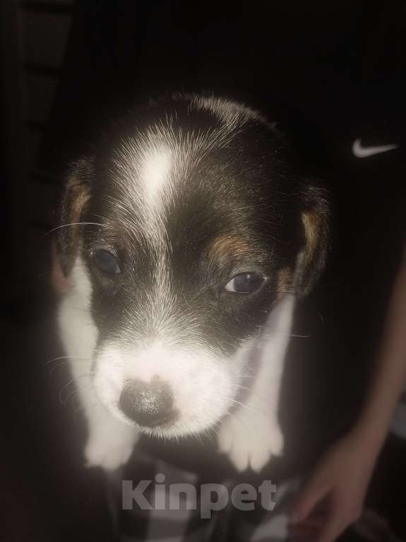 Собаки в других городах Красноярского края: Девочка Девочка, 15 000 руб. - фото 3