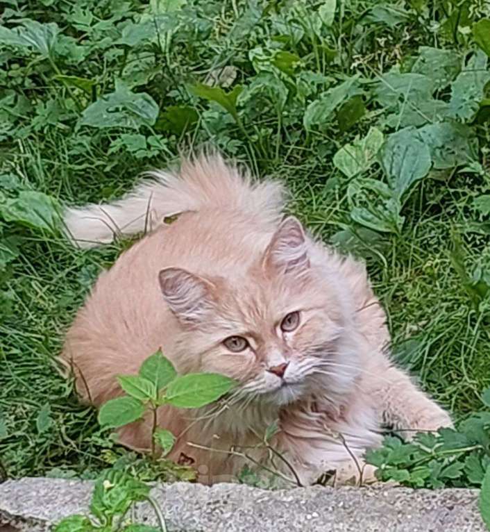 Кошки в Долгопрудном: Сиротинушка Тимка ждёт свою семью Мальчик, Бесплатно - фото 2