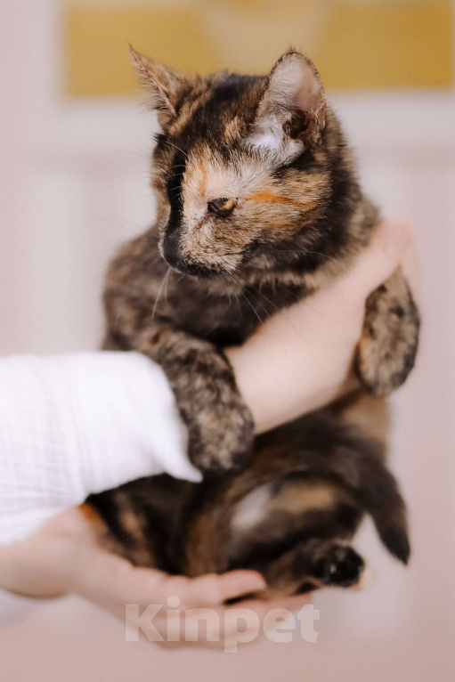 Кошки в Москве: Котенок в добрые руки Девочка, Бесплатно - фото 5