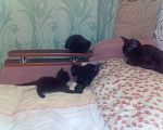 Кошки в Новочебоксарске: котята добрые руки Девочка, 10 руб. - фото 1