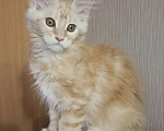 Кошки в Одинцово: Котёнок мейн-кун Девочка, 28 000 руб. - фото 4