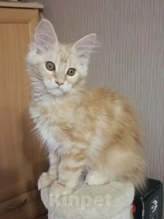 Кошки в Одинцово: Котёнок мейн-кун Девочка, 28 000 руб. - фото 4