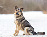 Собаки в других городах Московской области: Ищет дом жизнерадостная Нева Девочка, Бесплатно - фото 8
