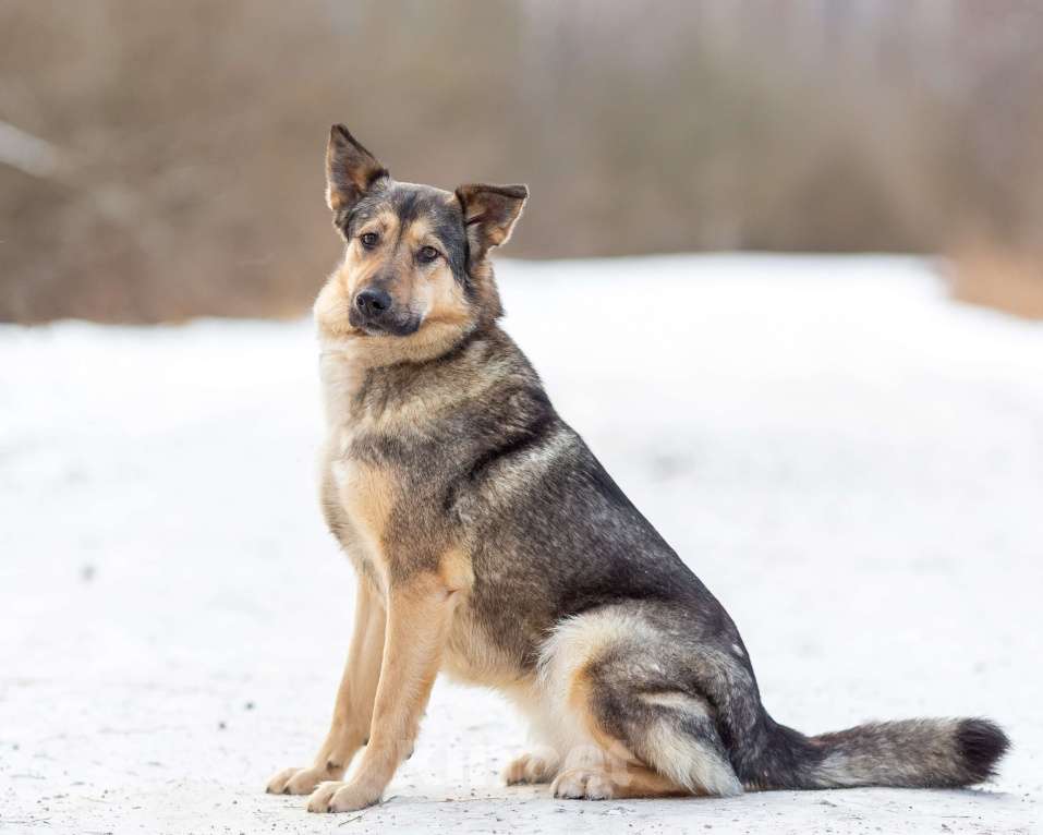 Собаки в других городах Московской области: Ищет дом жизнерадостная Нева Девочка, Бесплатно - фото 8