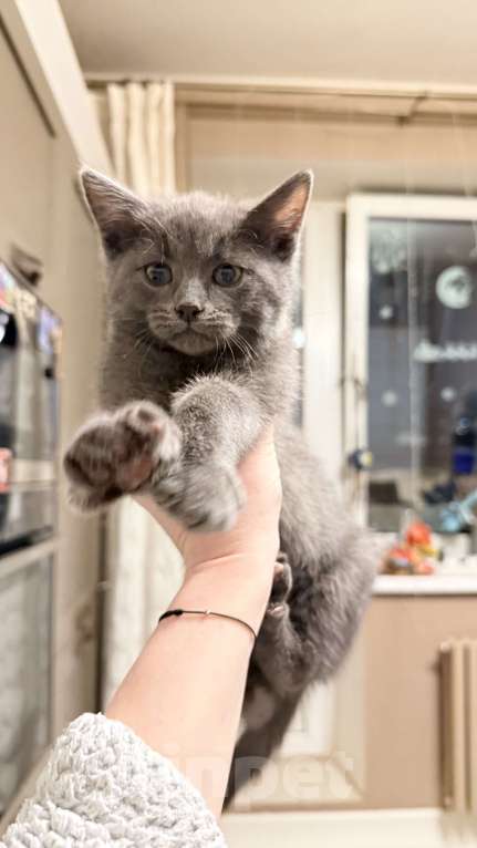 Кошки в Москве: Котята в добрые ответственные руки Девочка, Бесплатно - фото 4