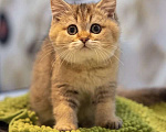 Кошки в Клине: Яша Мальчик, 27 000 руб. - фото 2