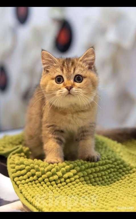 Кошки в Клине: Яша Мальчик, 27 000 руб. - фото 2