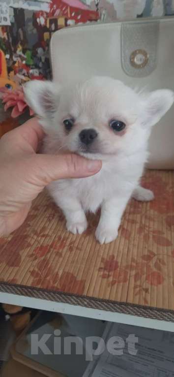 Собаки в Москве: Красивый мальчик чихуахуа Мальчик, 25 000 руб. - фото 6