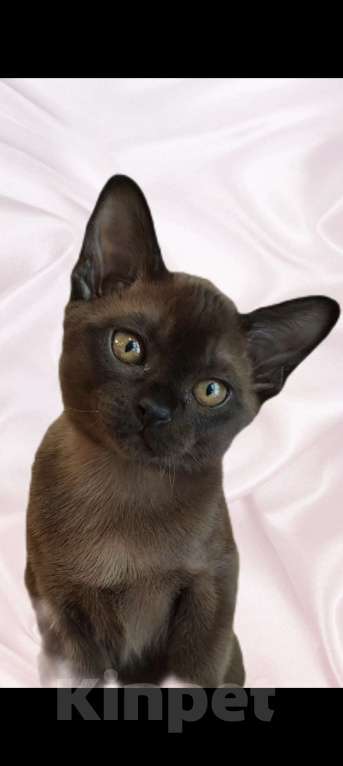 Кошки в Москве: Бурма-малыш ждёт свою семью Мальчик, 45 000 руб. - фото 6