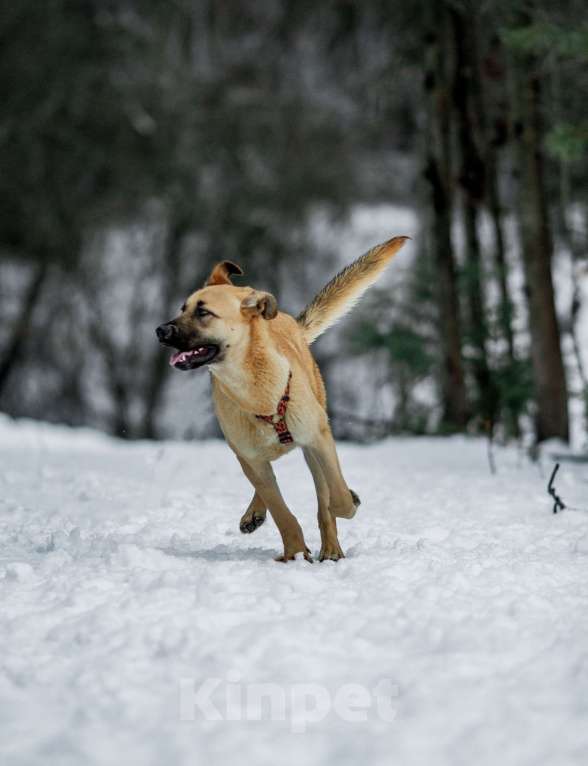 Собаки в других городах Пермского края: Умница и красавица Астрид в ответственные руки Девочка, Бесплатно - фото 4