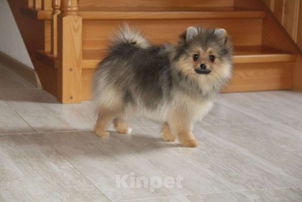 Собаки в Раменском: Девочка шпица Девочка, 40 000 руб. - фото 1