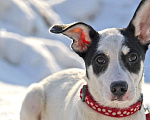 Собаки в Чехове: Красавица Ася ищет любящий дом! Девочка, Бесплатно - фото 3